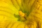 Issaquah, Washington State, USA. Close-up of a butternut squash blossom. Art Print